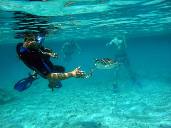 Snorkeler reaching toward wild green sea turtle in clear turquoise Caribbean waters on private boat charter Riviera Maya
