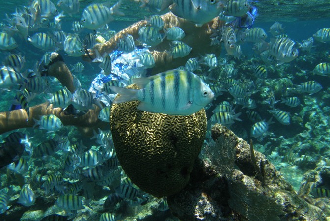 Colorful shoal of tropical fish surrounding brain coral in clear Caribbean reef waters during snorkel charter Riviera Maya