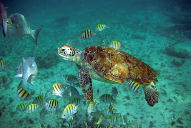 Green sea turtle swimming among sergeant major tropical fish in turquoise Caribbean waters on snorkel boat charter Puerto Aventuras