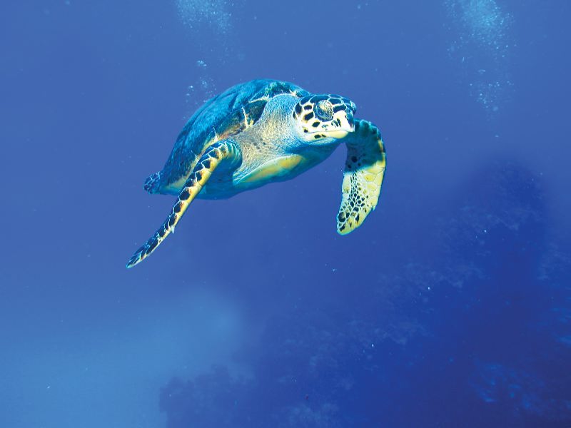 Hawksbill sea turtle gliding through deep blue Caribbean water, a highlight of snorkeling tours to Isla Contoy and Isla Mujeres from Cancun