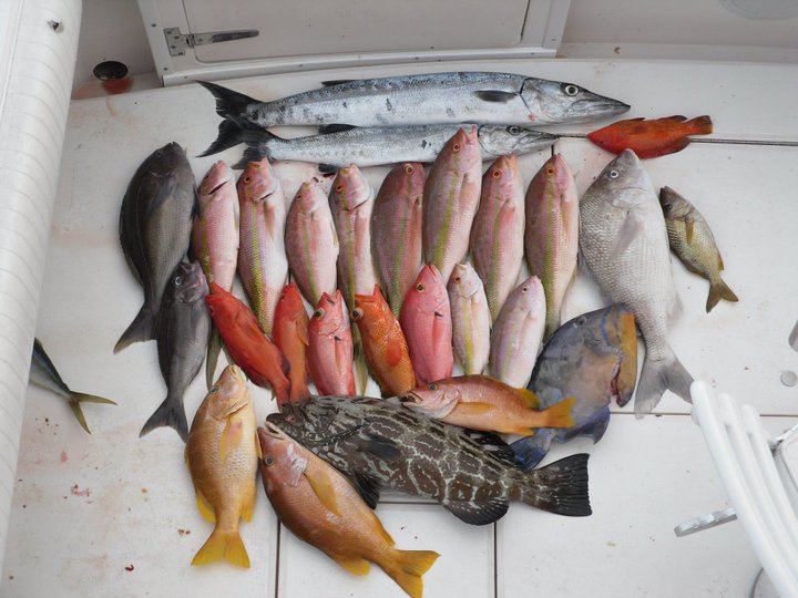 Colorful catch of snapper, grouper and barracuda laid out on the deck after a deep-sea fishing trip off Cozumel island
